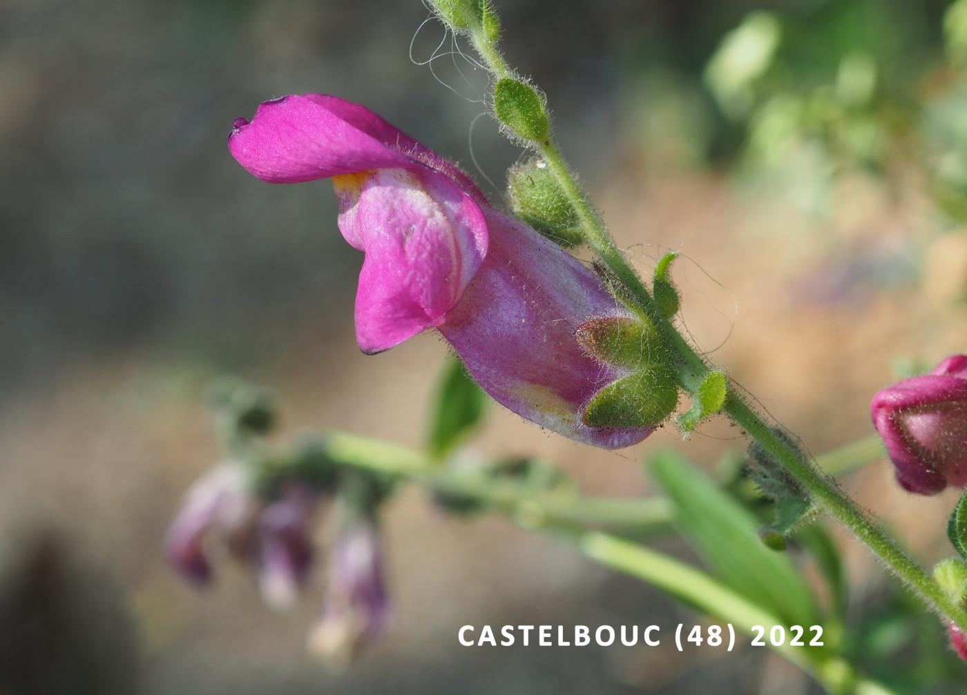 Snapdragon flower